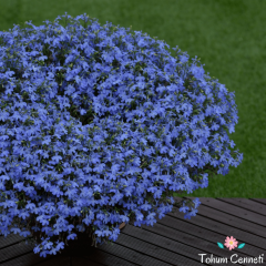 Mavi Renkli Lobelya Çiçeği Tohumu (500 Tohum)