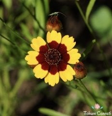 Bodur Kız Gözü Çiçeği Tohumu (150 Tohum)