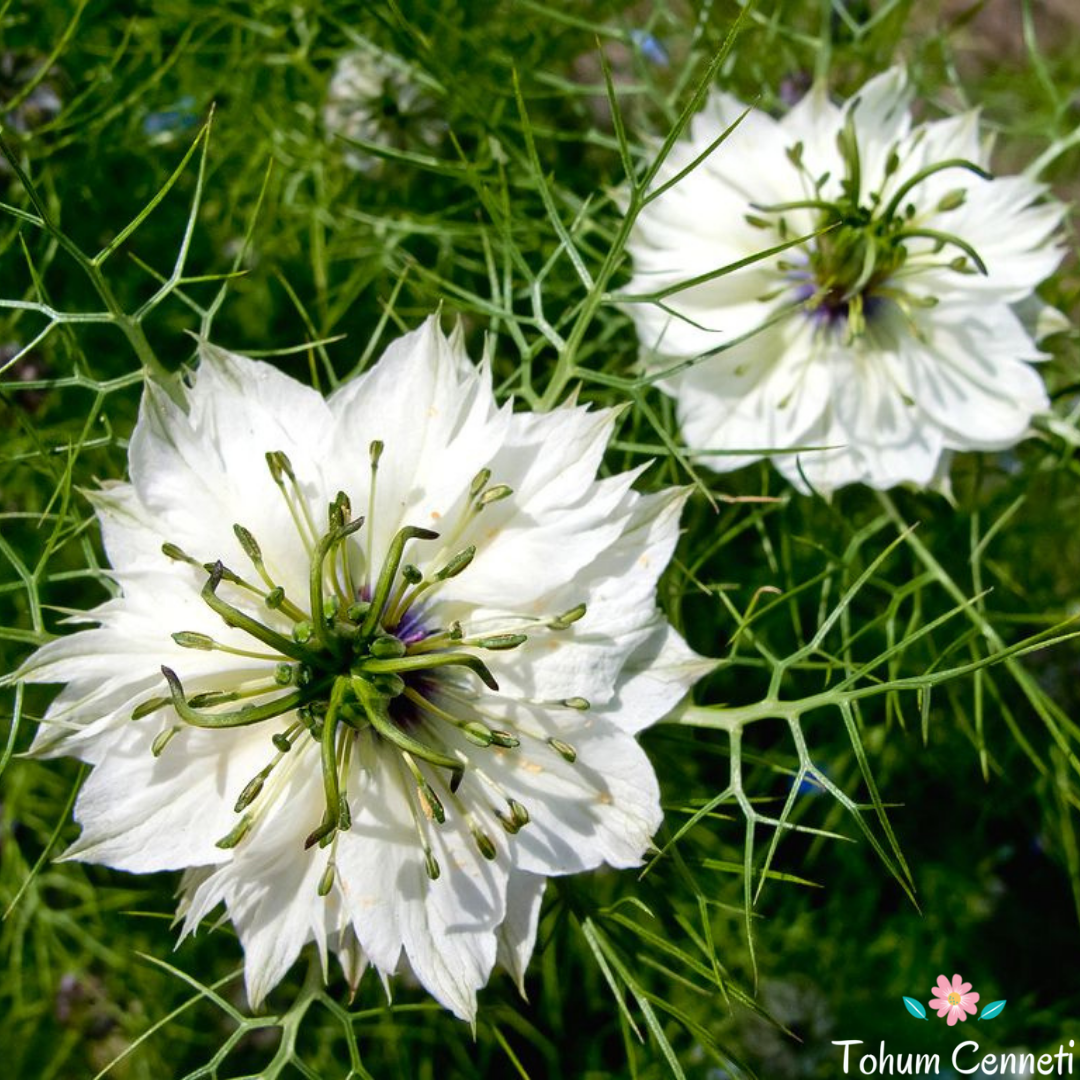 Beyaz Renkli Çörek Otu Çiçeği Tohumu (50 Tohum)