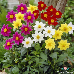 Karışık Renkli Bodur Mignon Dahlia Yıldız Çiçeği Tohumu (15 Tohum)