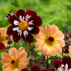 Karışık Renkli Bodur Mignon Dahlia Yıldız Çiçeği Tohumu (15 Tohum)