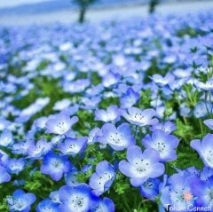 Mavi Özlem Çiçeği Tohumu (25 Tohum)