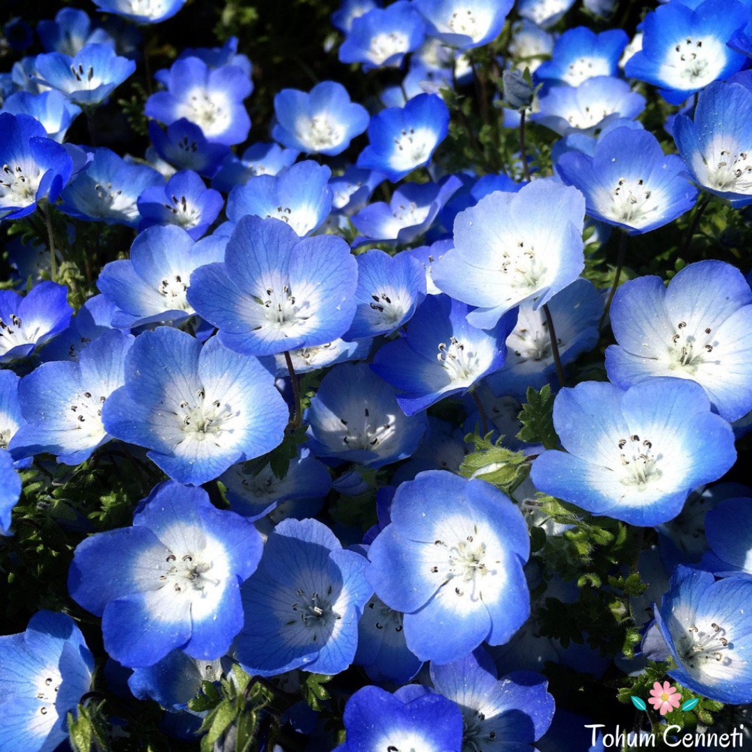 Mavi Özlem Çiçeği Tohumu (25 Tohum)