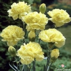Sarı Renkli Karanfil Çiçeği Tohumu (50 Tohum)