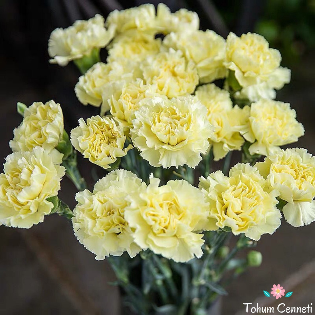Sarı Renkli Karanfil Çiçeği Tohumu (50 Tohum)