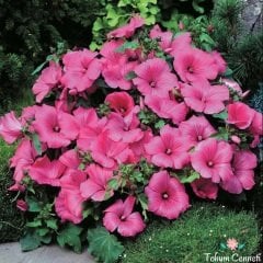 Karışık Lavatera Çiçeği (30 Tohum)