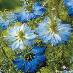 Mavi Renkli Çörek Otu Çiçeği Tohumu (50 Tohum)