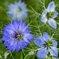 Mavi Renkli Çörek Otu Çiçeği Tohumu (50 Tohum)