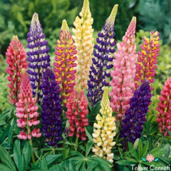 Karışık Renkli Lupin Çiçeği (10 Tohum)