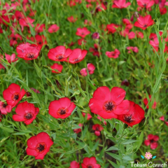Kırmızı Renkli Keten Çiçeği Tohumu (30 Tohum)