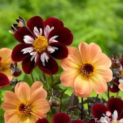 Minyon Dahlia Yıldız Çiçeği Tohumu (15 Tohum)