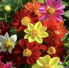 Minyon Dahlia Yıldız Çiçeği Tohumu (15 Tohum)