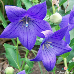 Mavi Balon Çiçeği Tohumu (50 Tohum)