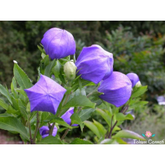 Mavi Balon Çiçeği Tohumu (50 Tohum)