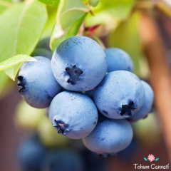 Blueberry Yaban Mersini Tohumu (20 Tohum)