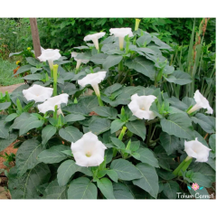 Beyaz Datura Çiçeği Tohumu (10 Tohum)