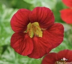 Sarmaşık Kırmızı Latin Çiçeği Tohumu (5 Tohum)