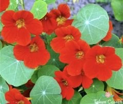 Sarmaşık Kırmızı Latin Çiçeği Tohumu (5 Tohum)