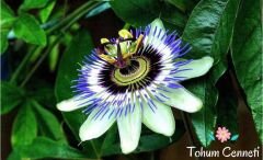 Sarmaşık Çarkıfelek Çiçeği Tohumu (5 Tohum)