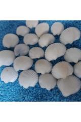 Deniz Kabuğu Teraryum Küçük 1,5 - 2,5 cm Beyaz 50 Adet Süsleme