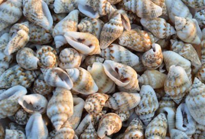 100 Adet Natural Minik Deniz Kabukları Nassa Shell