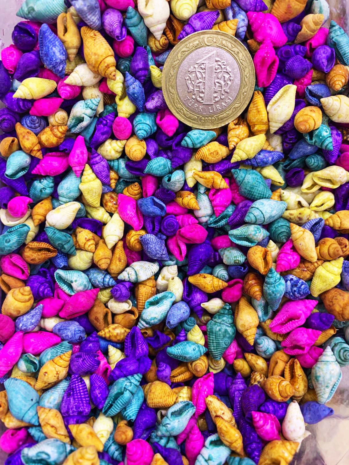 Karışık Renkli Minik Deniz Kabukları Nassa Shell 100 Adet