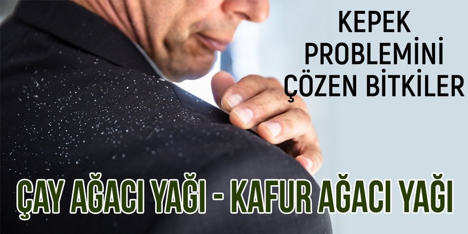 Kepek problemini çözen bitkiler Çay Ağacı ve Kafur Ağacı