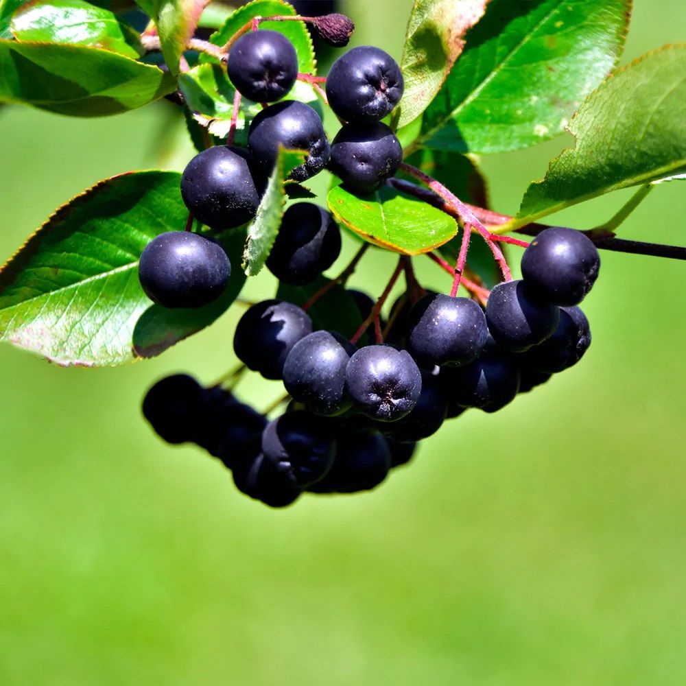 3 Adet Tüplü Doğal Siyah Chokoberry Aronya (Aronia) Fidanı (15-30 cm)