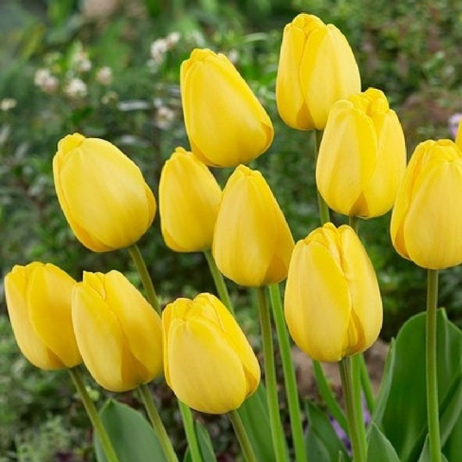 Golden Parade Sarı Lale Soğanı (5 Adet)