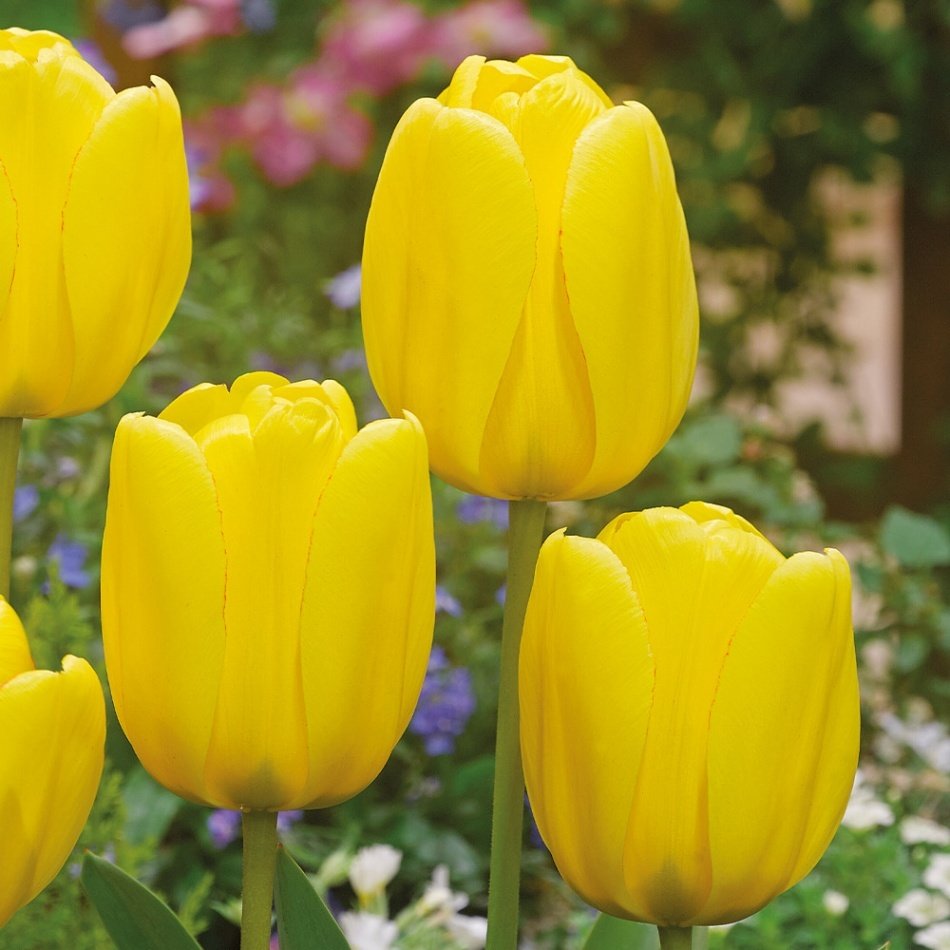 Golden Apeldoorn Altın Sarı Lale Soğanı (5 Adet)