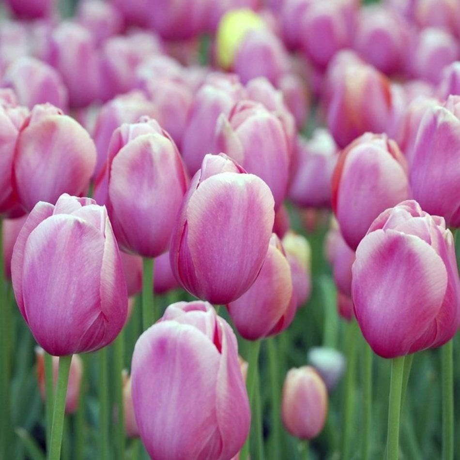 Holland Beauty Lale Soğanı (5 Adet)