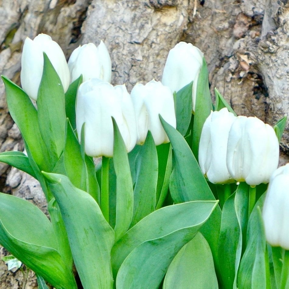 Agrass White Beyaz Lale Soğanı (5 Adet)