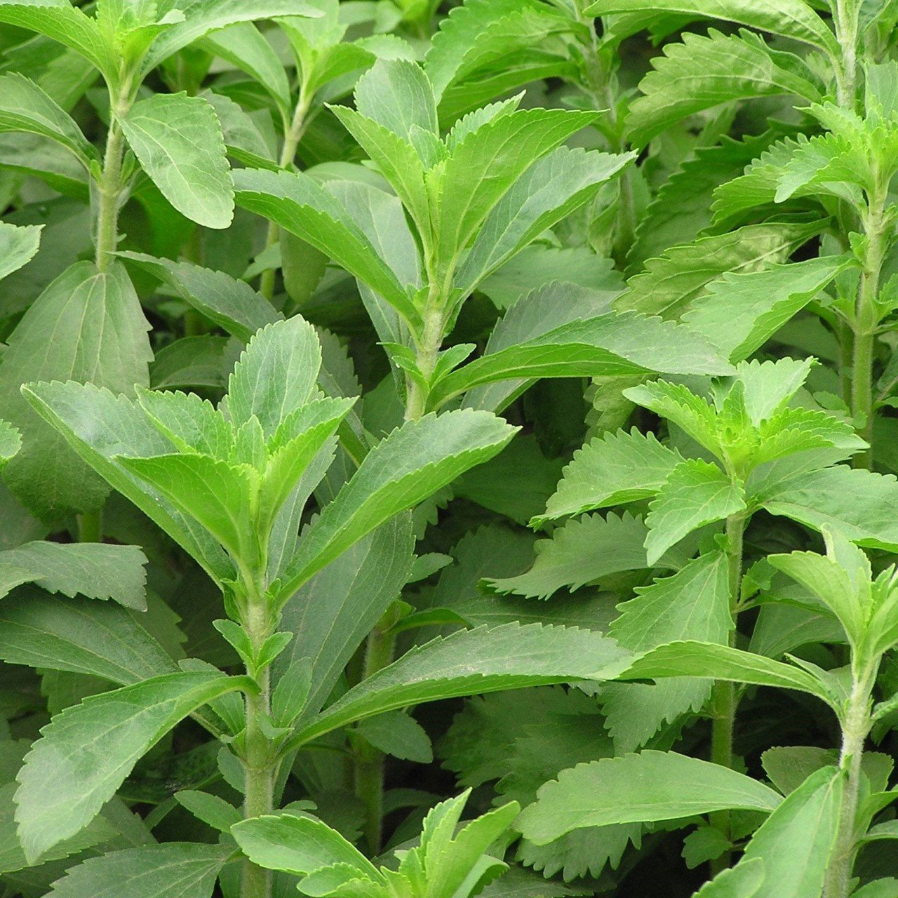 Stevia Şeker Otu Tohumu Doğal (5000 tohum)