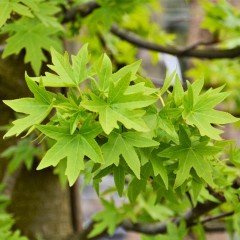 Tüplü Sığla Ağacı (liquidambar oriantalis) Fidanı