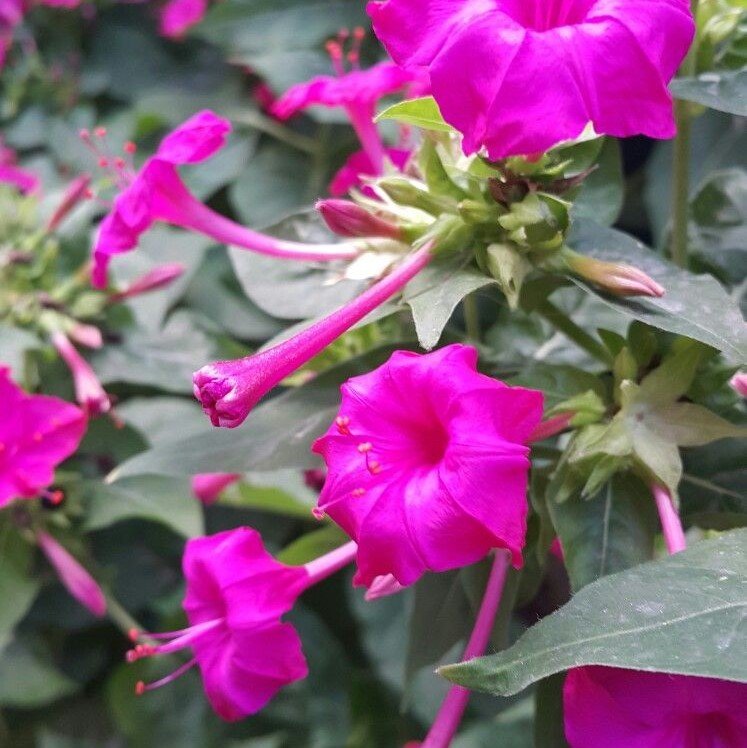 Pink Violet Akşam Sefası Çiçeği Tohumu (20 tohum)