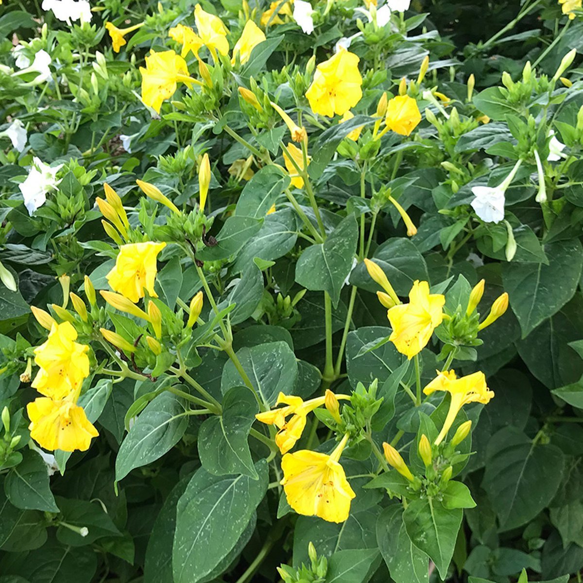 Yellow Sarı Rüya Akşam Sefası Çiçeği Tohumu (20 tohum)