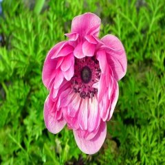 Pembe Bahçe Güzeli Sylphide Anemon Soğanı (5 Adet)