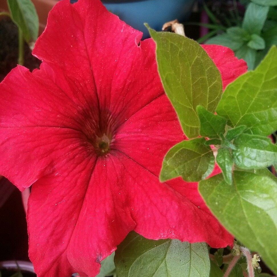 Red Bright Akşam Sefası Çiçeği Tohumu (20 tohum)