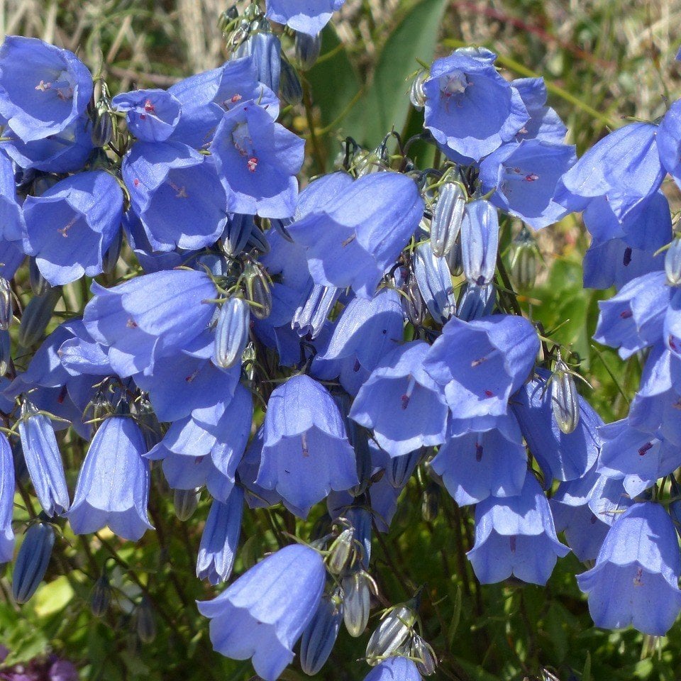 Blue Light Campanula Çan Çiçeği Tohumu (100 tohum)