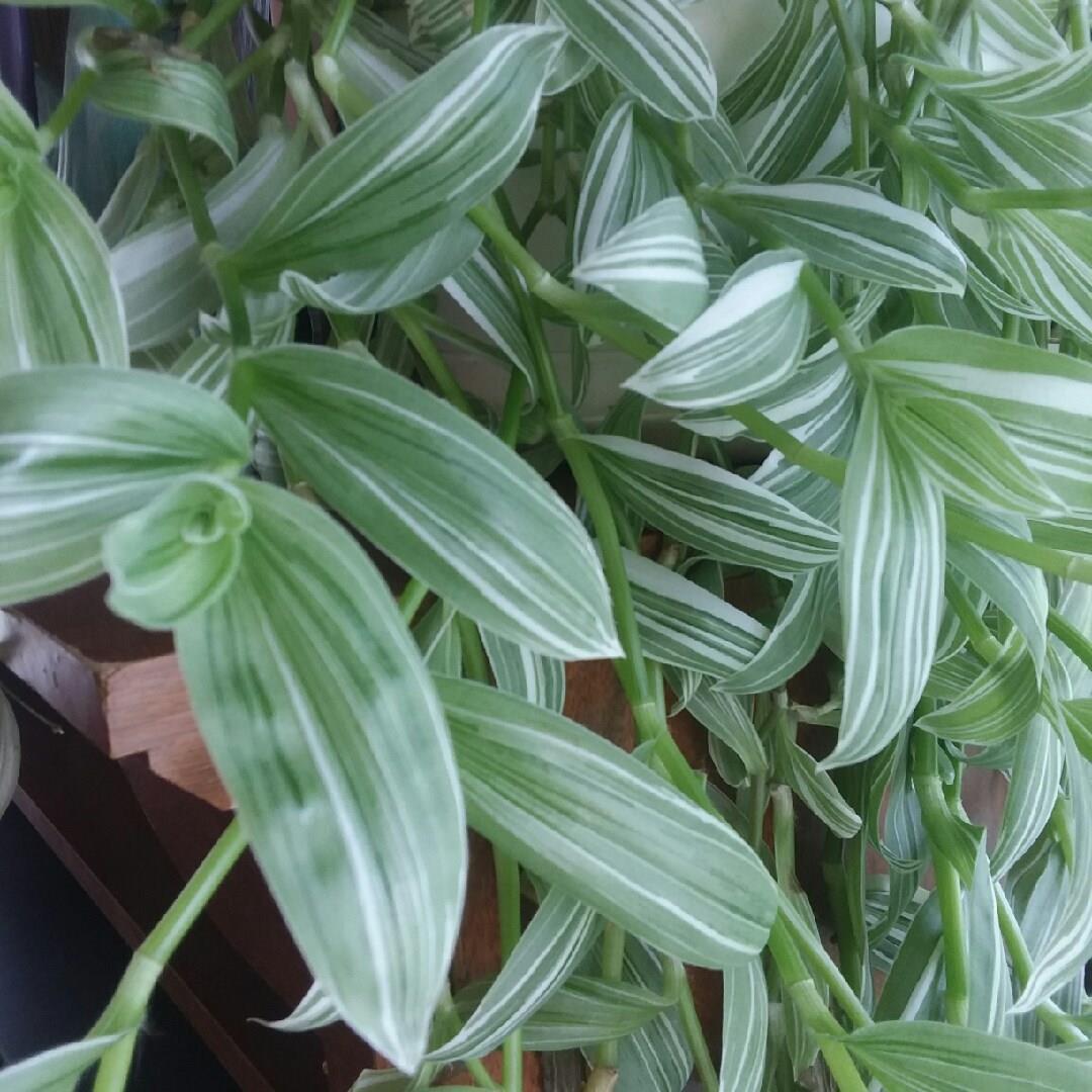 Tradescantia Flumensis Telgraf Çiçeği Fidesi(5 adet)