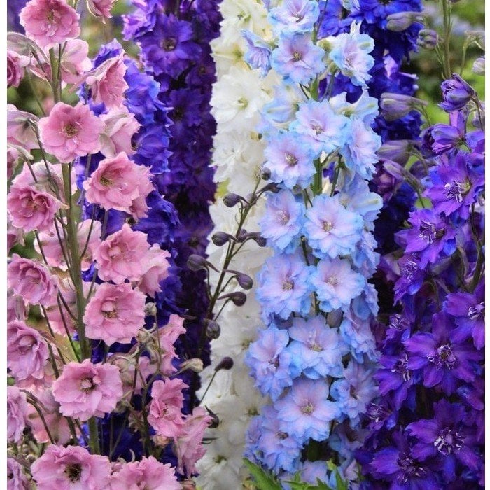 Campanula Karışık Katmerli Çan Çiçeği Tohumu (100 tohum)