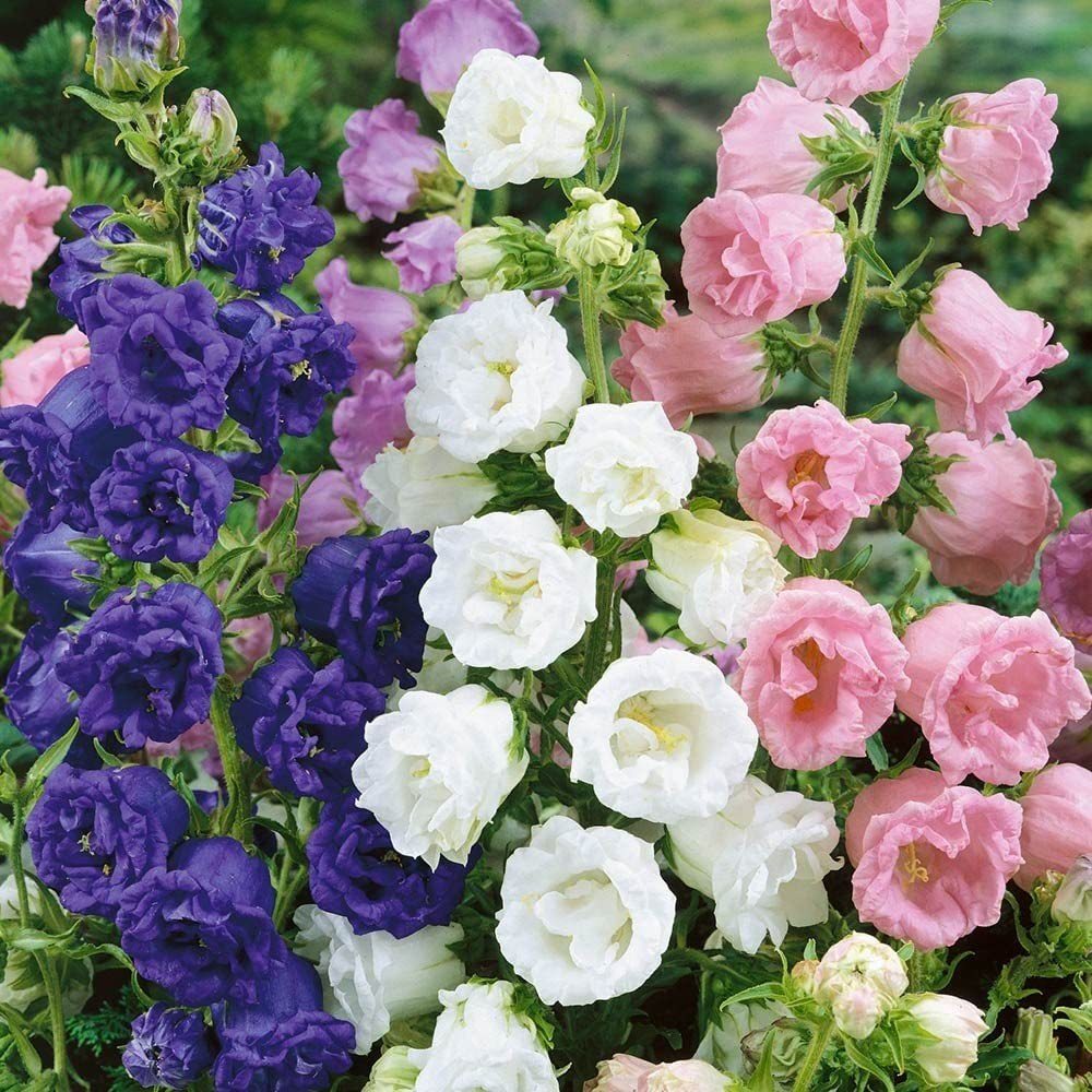 Karışık Calycanthema Cup & Saucer Campanula Çan Çiçeği Tohumu (100 Tohum)