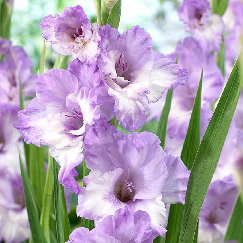 Gladiolus Blue Frost Özel Renk Glayör Çiçeği Soğanı (4 adet)