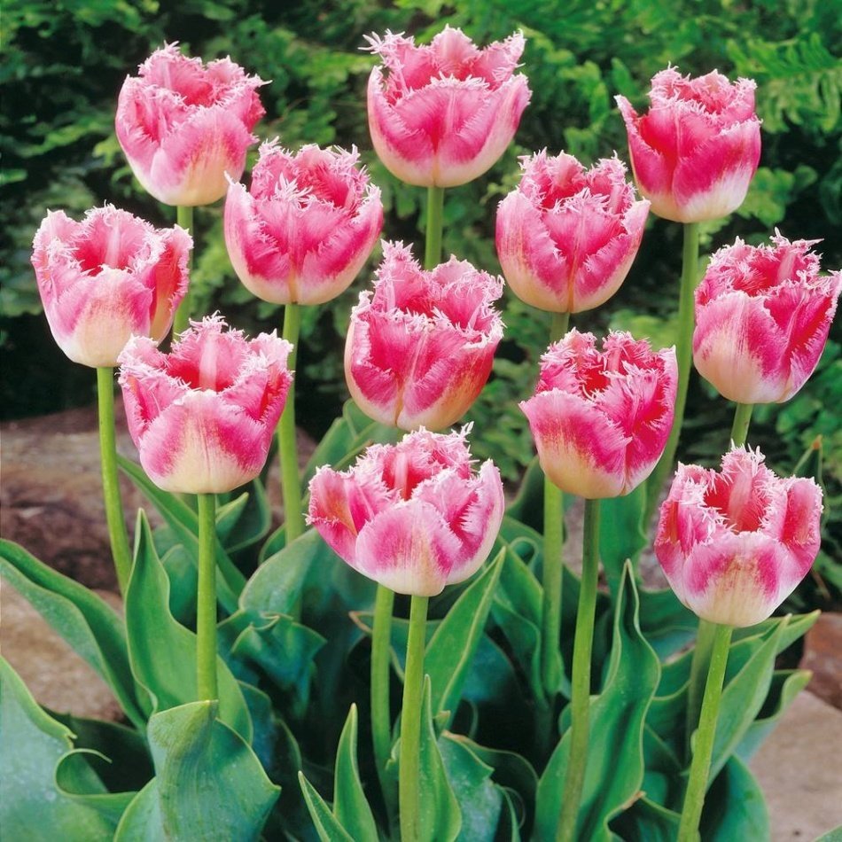 Özel Fırfırlı Pembe Beyaz Fancy Frills Lale Soğanı (5 Adet)