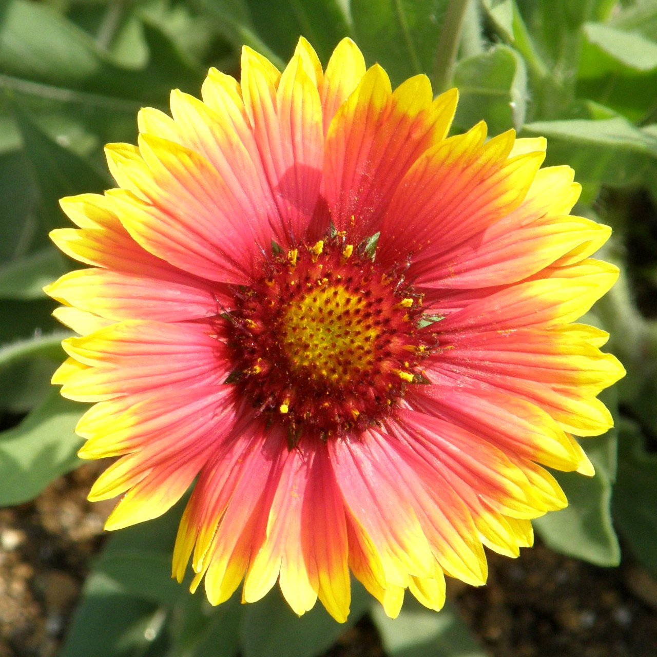 Blanket İndian Gaillardia Gayret Çiçeği Tohumu (30 adet)