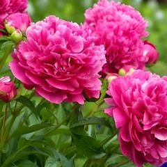 Peonies Margaret Truman Dark Pink Şakayık Çiçeği Yumrusu(1 Adet)