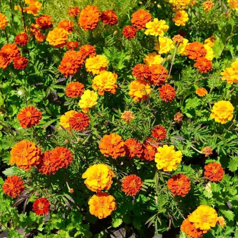 Mixed Soğuklara Dayanıklı Katmerli Geum Çiçeği Tohumu (20 tohum)