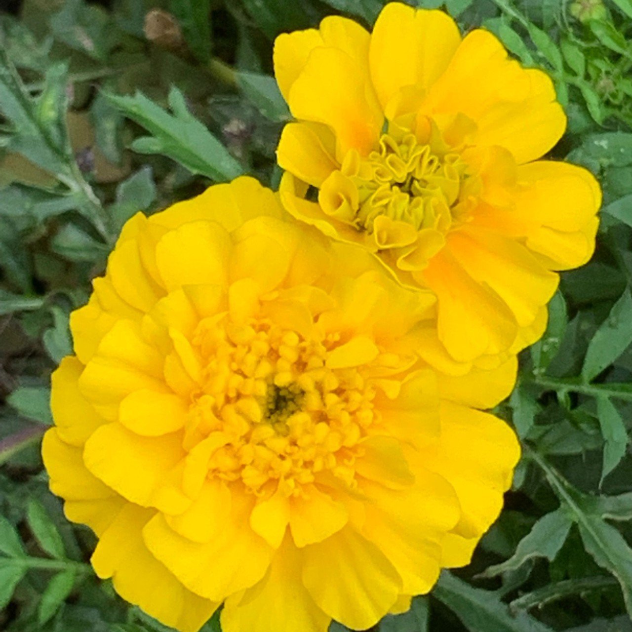 Yellow Soğuklara Dayanıklı Katmerli Beauty Geum Çiçeği Tohumu (20 tohum)