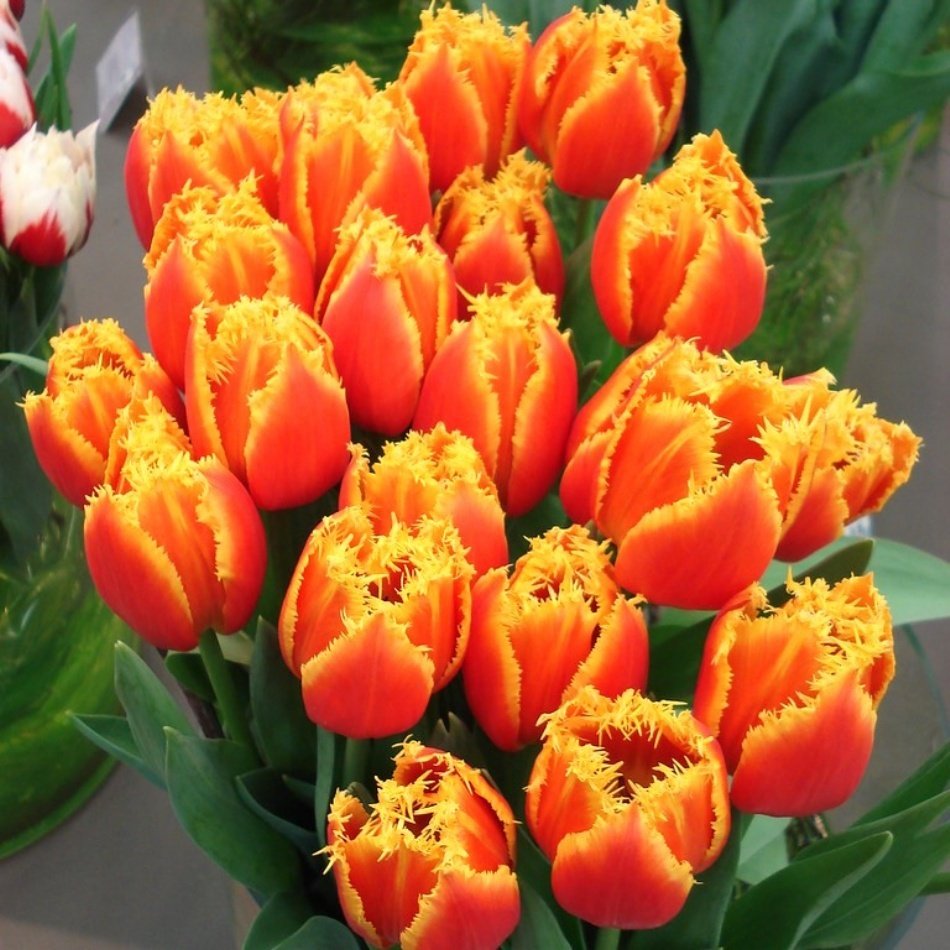 Sınırlı Sayı Fringed Beauty Fırfırlı Lale Soğanı (5 Adet)