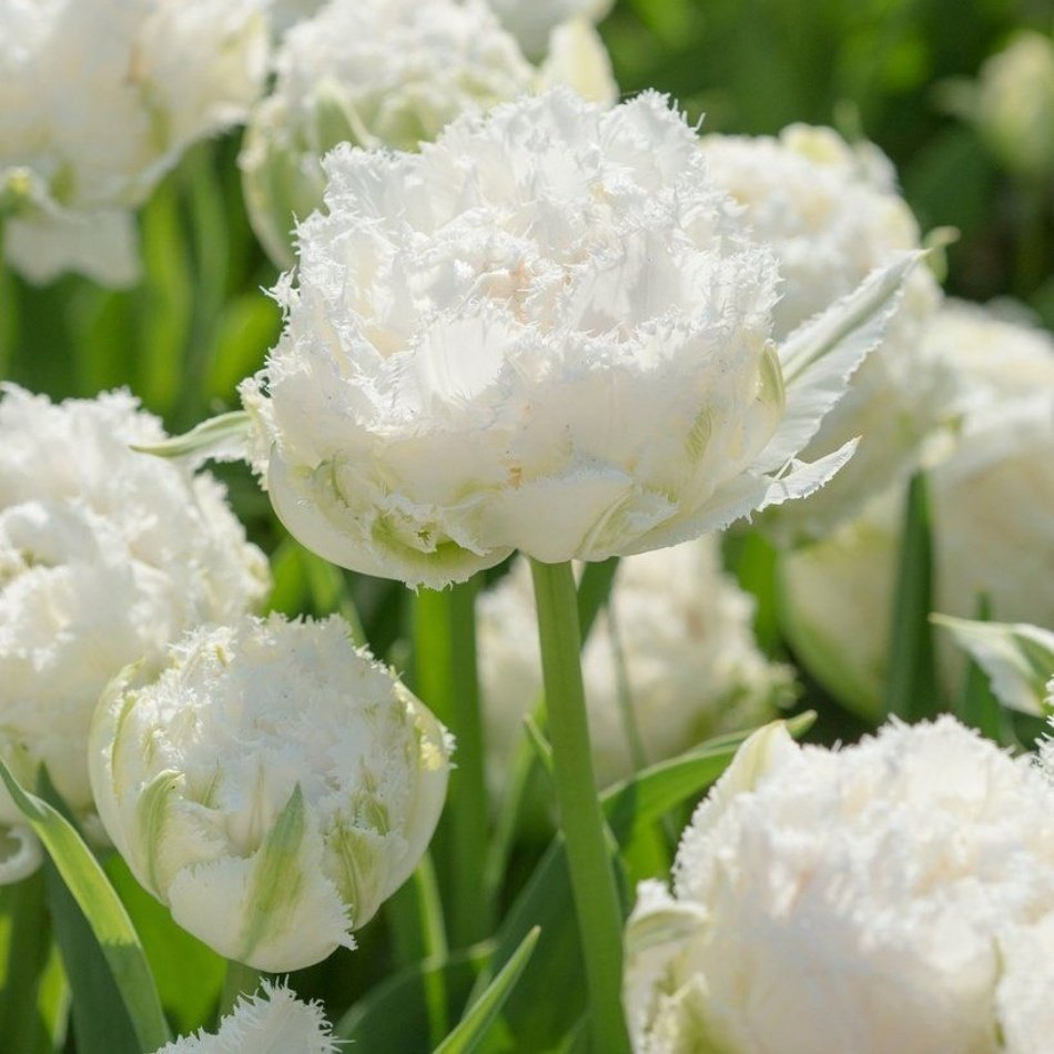 Snow Crystal Beyaz Fırfırlı Lale Soğanı (5 Adet)